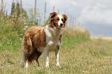 BORDER COLLIE 672